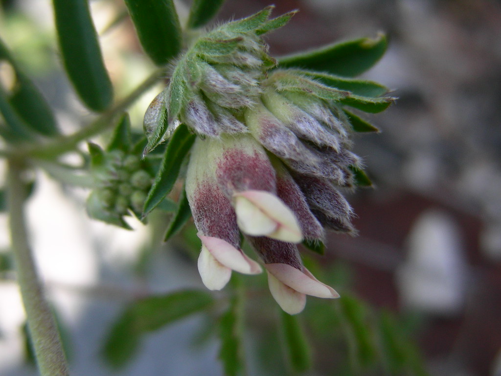 Anthyllis vulneraria subsp. rubriflora / Vulneraria a fiori rossi